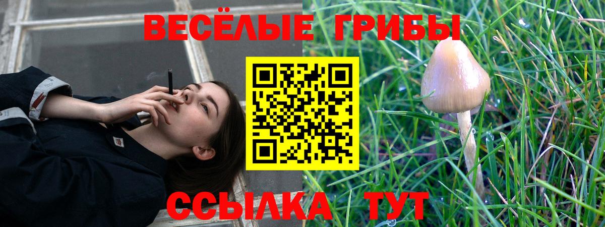 Котовск  Галлюциногенные грибы Psilocybe  Галлюциногенные грибы прущие грибы  Вход с VPN 